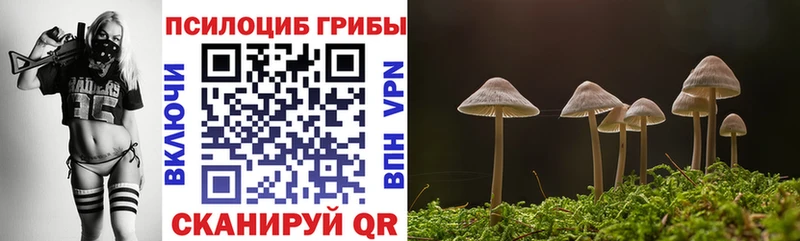 где купить наркотик  Лермонтов  Псилоцибиновые грибы Cubensis 